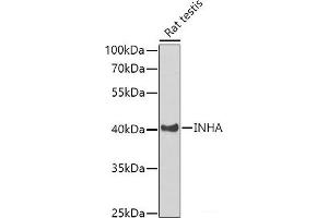 Western blot analysis of extracts of Rat testis using INHA Polyclonal Antibody at dilution of 1:1000. (Inhibin alpha antibody)