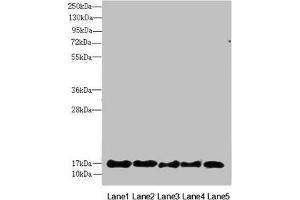 Western blot All lanes: FAM96B antibody at 7. (FAM96B antibody  (AA 1-163))