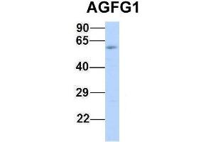 Host:  Rabbit  Target Name:  AGFG1  Sample Type:  Human Fetal Muscle  Antibody Dilution:  1. (AGFG1 antibody  (Middle Region))