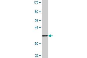 Western Blot detection against Immunogen (36. (NAPG antibody  (AA 1-100))