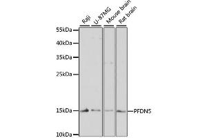 Western blot analysis of extracts of various cell lines, using PFDN5 antibody. (PFDN5 antibody)