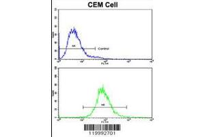 Flow cytometric analysis of CEM cells using CD36 Antibody (bottom histogram) compared to a negative control cell (top histogram). (CD36 antibody  (AA 213-242))
