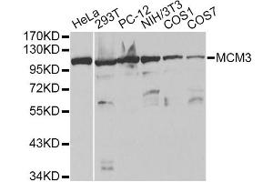Western blot analysis of extracts of various cell lines, using MCM3 antibody. (MCM3 antibody)