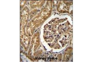MOGT1 Antibody (C-term) (ABIN655264 and ABIN2844857) immunohistochemistry analysis in formalin fixed and paraffin embedded human kidney tissue followed by peroxidase conjugation of the secondary antibody and DAB staining. (MOGAT1 antibody  (C-Term))