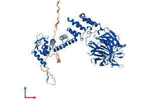 AlphaFold protein structure predicition of Human Recombinant KLHL13 Protein, UniprotID Q9P2N7 (KLHL13 Protein (AA 1-655) (His tag))