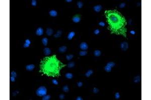 Anti-FBXO21 mouse monoclonal antibody (ABIN2455379) immunofluorescent staining of COS7 cells transiently transfected by pCMV6-ENTRY FBXO21 (RC223095). (FBXO21 antibody)