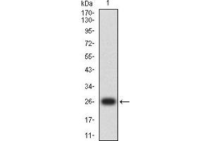 Western blot analysis using TIA1 mAb against human TIA1 (AA: 1-215) recombinant protein.