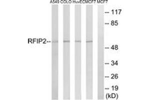Western blot analysis of extracts from MCF-7/HuvEc/A549/COLO cells, using RAB11FIP2 Antibody. (RAB11FIP2 antibody  (AA 340-389))