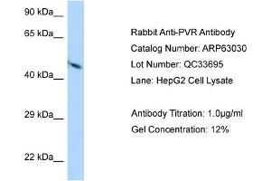 Western Blotting (WB) image for anti-Poliovirus Receptor (PVR) (N-Term) antibody (ABIN2789343) (Poliovirus Receptor antibody  (N-Term))