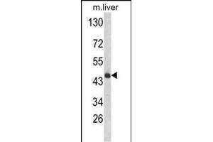 Western blot analysis of HPD Antibody (N-term) (ABIN652531 and ABIN2842358) in mouse liver tissue lysates (35 μg/lane). (HPD antibody  (N-Term))