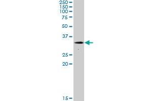 NEK7 MaxPab polyclonal antibody. (NEK7 antibody  (AA 1-302))