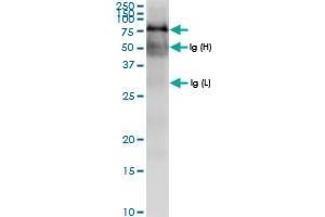 Immunoprecipitation of TRAP1 transfected lysate using anti-TRAP1 MaxPab rabbit polyclonal antibody and Protein A Magnetic Bead , and immunoblotted with TRAP1 MaxPab rabbit polyclonal antibody (D01) . (TRAP1 antibody  (AA 1-704))