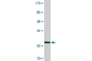 Western Blot detection against Immunogen (33. (SGK2 antibody  (AA 293-367))