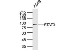 A594 Cell lysates; probed with STAT3 (3F5) Monoclonal Antibody, unconjugated (bsm-33218M) at 1:300 overnight at 4°C followed by a conjugated secondary antibody for 60 minutes at 37°C. (STAT3 antibody)