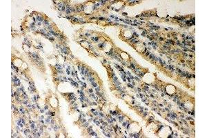 IHC-P: Rad51 antibody testing of rat intestine tissue (RAD51 antibody  (AA 1-258))