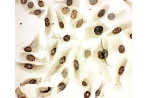 ICC testing of HeLa cells (HOXA4 antibody  (N-Term))