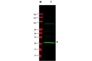 Image no. 1 for anti-MAD2 Mitotic Arrest Deficient-Like 1 (Yeast) (MAD2L1) antibody (ABIN297268) (MAD2L1 antibody)