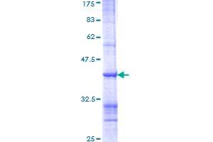 Image no. 1 for Toll-Like Receptor 3 (TLR3) (AA 601-700) protein (GST tag) (ABIN1322872) (TLR3 Protein (AA 601-700) (GST tag))
