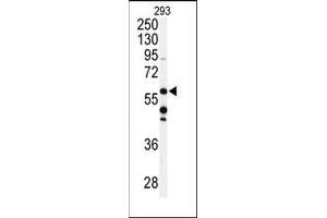 Western blot analysis of anti-CABC1 Antibody (C-term) in 293 cell line lysates (35ug/lane). (COQ8A antibody  (C-Term))