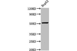 Western Blot Positive WB detected in: HepG2 whole cell lysate All lanes: WLS antibody at 5. (GPR177/WLS antibody  (AA 123-232))