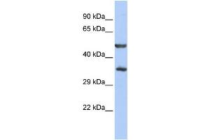 Western Blotting (WB) image for anti-Zinc Finger Protein 414 (ZNF414) antibody (ABIN2458432) (ZNF414 antibody)