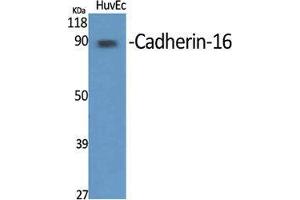 Western Blot (WB) analysis of specific cells using Cadherin-16 Polyclonal Antibody. (Cadherin-16 antibody  (C-Term))