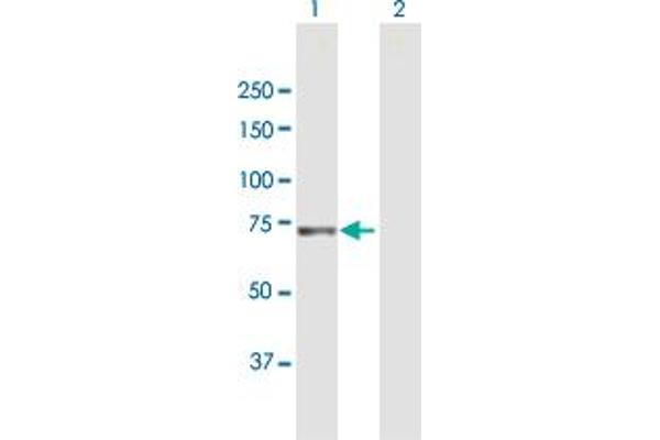 XPNPEP1 antibody  (AA 1-623)