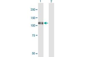 N4BP1 antibody  (AA 1-896)