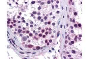 Anti-HOXA5 antibody IHC of human testis. (HOXA5 antibody  (AA 143-192))
