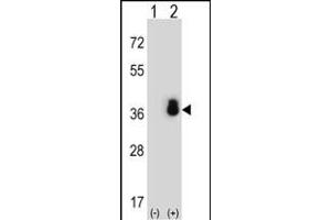 Western blot analysis of SFRS1 (arrow) using rabbit polyclonal SFRS1 Antibody (N-term) (ABIN652256 and ABIN2841067). (SRSF1 antibody  (N-Term))