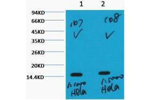 Western Blotting (WB) image for anti-Histone 3 (H3) (H3K36me3) antibody (ABIN3178641) (Histone 3 antibody  (H3K36me3))