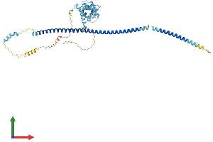 AlphaFold protein structure predicition of Human Recombinant IFT57 Protein, UniprotID Q9NWB7 (IFT57 Protein (AA 1-429) (His tag))