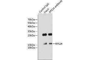 Immunoprecipitation analysis of 200 μg extracts of HeLa cells using 3 μg RPS24 antibody ( ABIN6133032, ABIN6147213, ABIN6147214 and ABIN6215701).