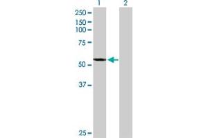 Western Blot analysis of CYP2A7 expression in transfected 293T cell line by CYP2A7 MaxPab polyclonal antibody. (CYP2A7 antibody  (AA 1-494))