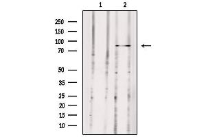 Western blot analysis of extracts from 293, using MX2 Antibody. (MX2 antibody  (Internal Region))