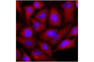 Immunofluorescence (IF) image for anti-Ornithine Aminotransferase (OAT) (AA 33-439) antibody (ABIN487353) (OAT antibody  (AA 33-439))