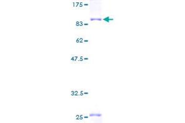 PPP2R1A Protein (AA 1-589) (GST tag)