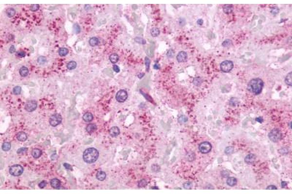 OXER1 antibody  (C-Term)