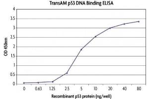 TransAM® standard curve generated using Recombinant p53 protein, active. (p53 Protein (His tag))