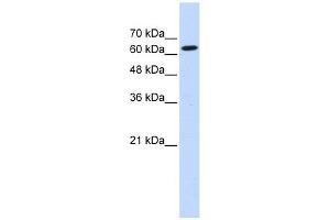 Ligatin antibody used at 1 ug/ml to detect target protein. (EIF2D antibody  (Middle Region))
