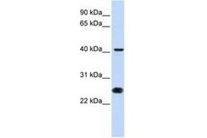 Image no. 1 for anti-Cell Division Cycle 25 Homolog C (S. Pombe) (CDC25C) (N-Term) antibody (ABIN6741488) (CDC25C antibody  (N-Term))