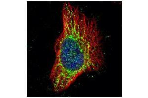 ICC/IF Image Confocal immunofluorescence analysis (Olympus FV10i) of methanol-fixed HeLa, using RPS3, antibody (Green) at 1:500 dilution. (RPS3 antibody)