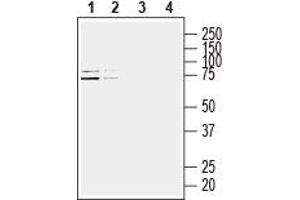 Western blot analysis of human Jurkat T-cell leukemia cell line (lanes 1 and 3) and human MCF-7 breast adenocarcinoma cell line (lanes 2 and 4) lysates: - 1,2. (HOMER3 antibody  (Intracellular))