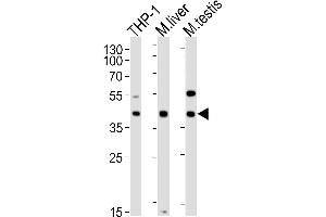 Lane 1: THP-1 Cell lysates, Lane 2: mouse liver lysates, Lane 3: mouse testis lysates, probed with ATG3 (1377CT239. (ATG3 antibody)