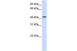 WB Suggested Anti-PTPRR Antibody Titration:  0. (PTPRR antibody  (N-Term))