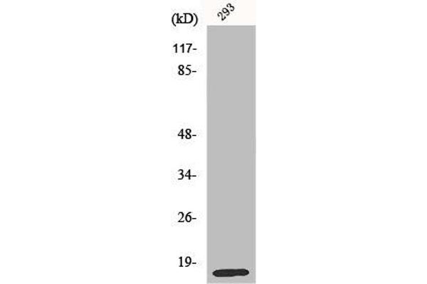 MRPL14 antibody  (C-Term)