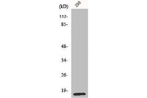 Western Blot analysis of COLO205 cells using MRP-L14 Polyclonal Antibody (MRPL14 antibody  (C-Term))
