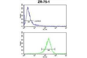 ATXN3 Antibody (Center) FC analysis of ZR-75-1 cells (bottom histogram) compared to a negative control cell (top histogram). (Ataxin 3 antibody  (Middle Region))