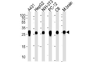 Western blot analysis of lysates from A431, HepG2, mouse NIH/3T3, rat PC-12 and C6 cell line, mouse brain tissue (from left to right), using YWHAZ Antibody (ABIN1882058 and ABIN2838497). (14-3-3 zeta antibody)
