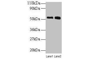 Western blot All lanes: BMP3 antibody at 2 μg/mL Lane 1: SW1990 whole cell lysate Lane 2: 293T whole cell lysate Secondary Goat polyclonal to rabbit IgG at 1/10000 dilution Predicted band size: 54 kDa Observed band size: 54 kDa (BMP3 antibody  (AA 362-472))